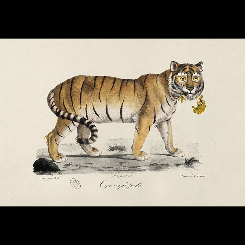 Golden Tiger