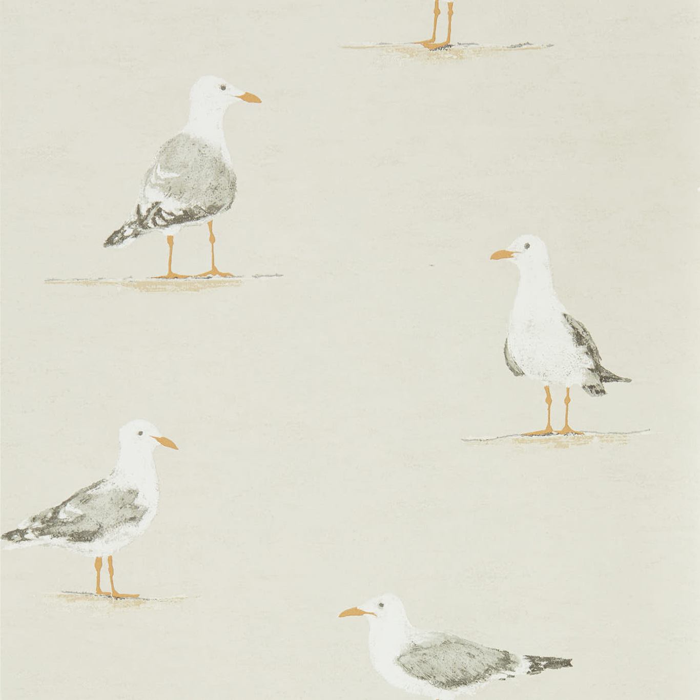 SHORE BIRDS