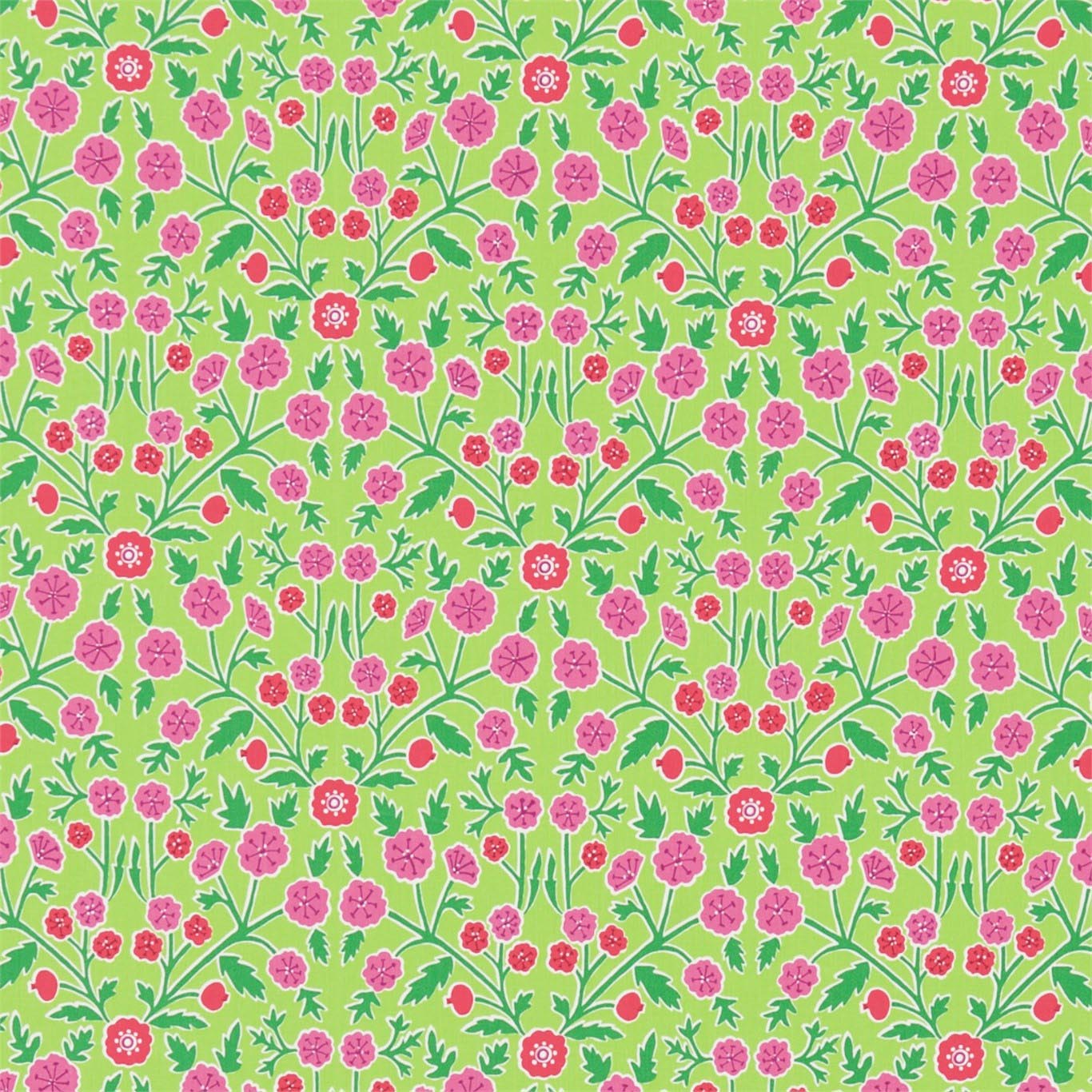 CANDYTUFT