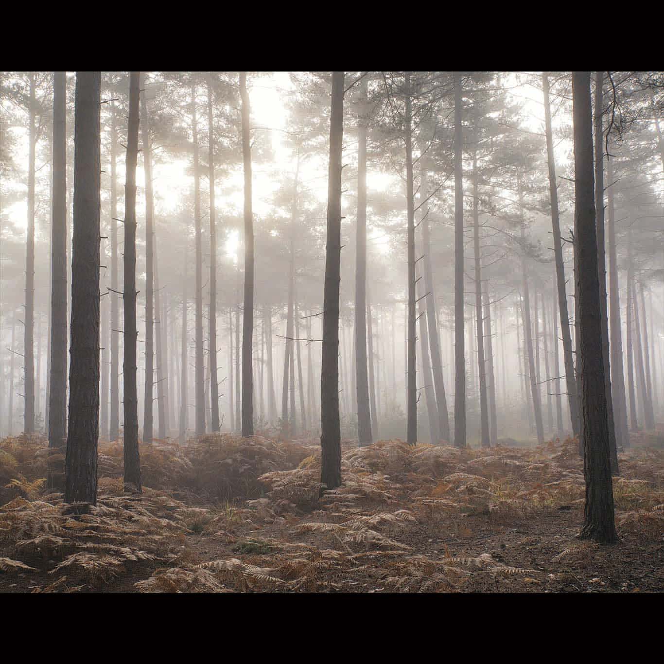 FOREST IN THE MIST