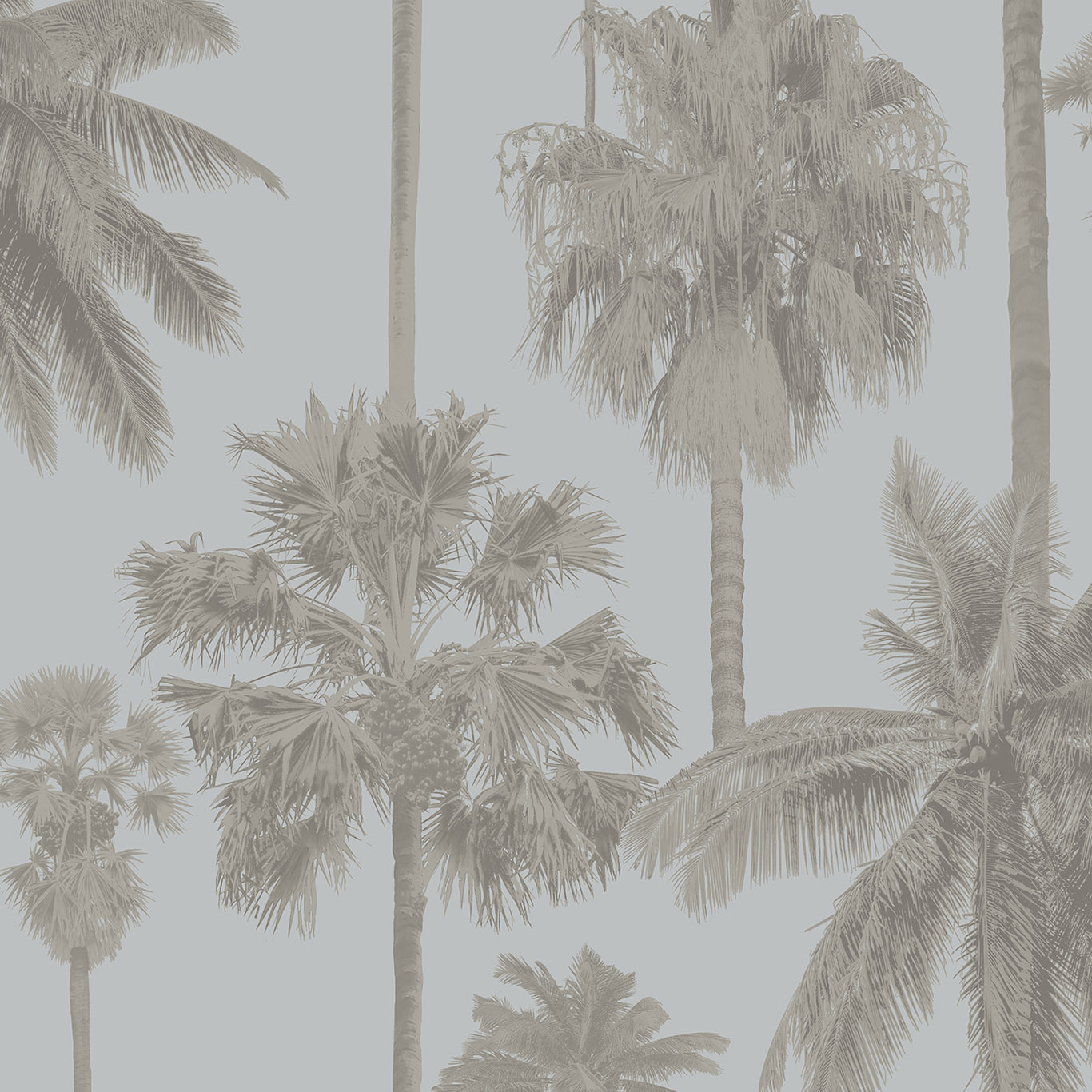 CALIFORNIA PALM