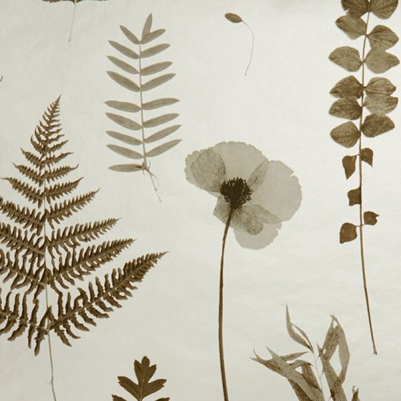HERBARIUM