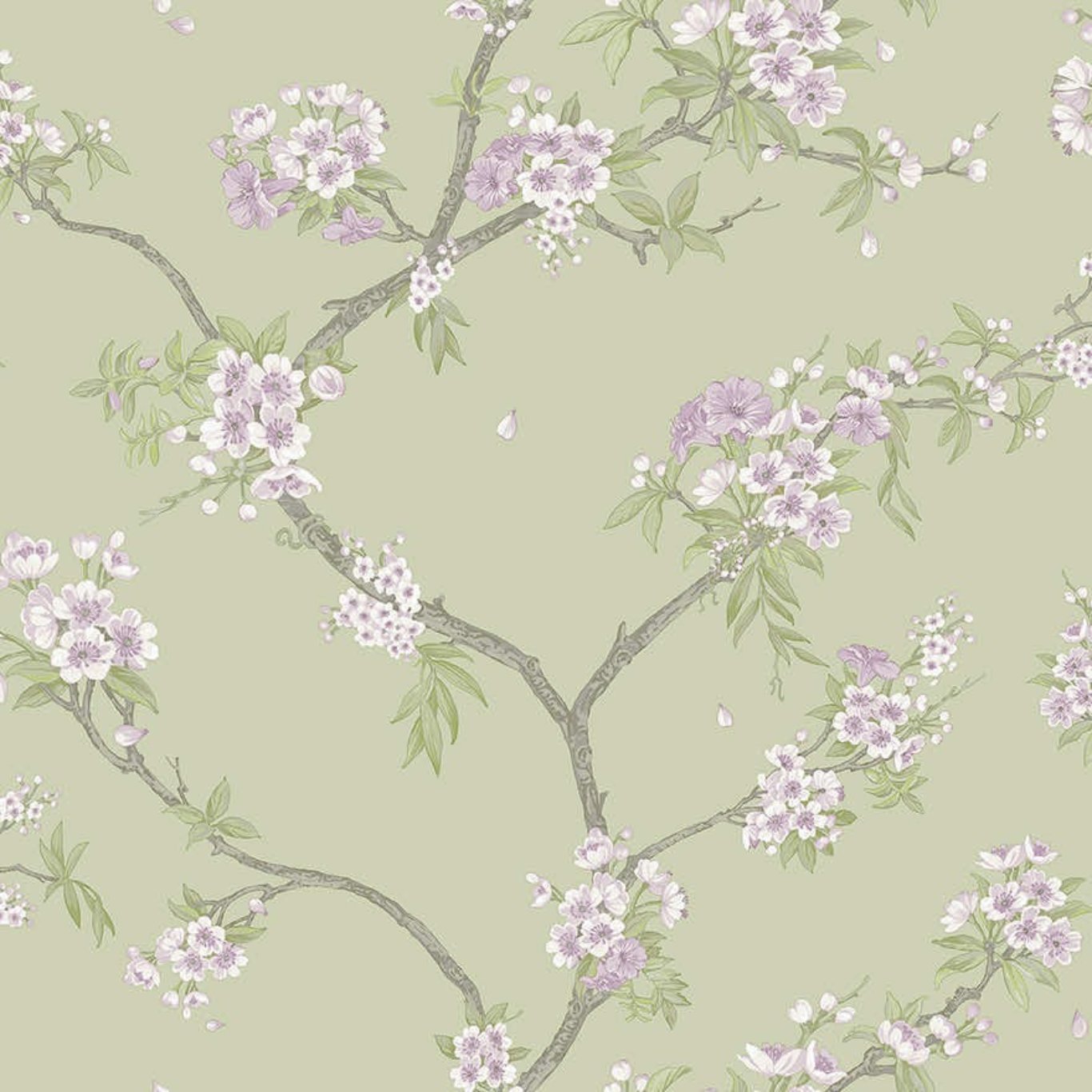 Cherry Blossom