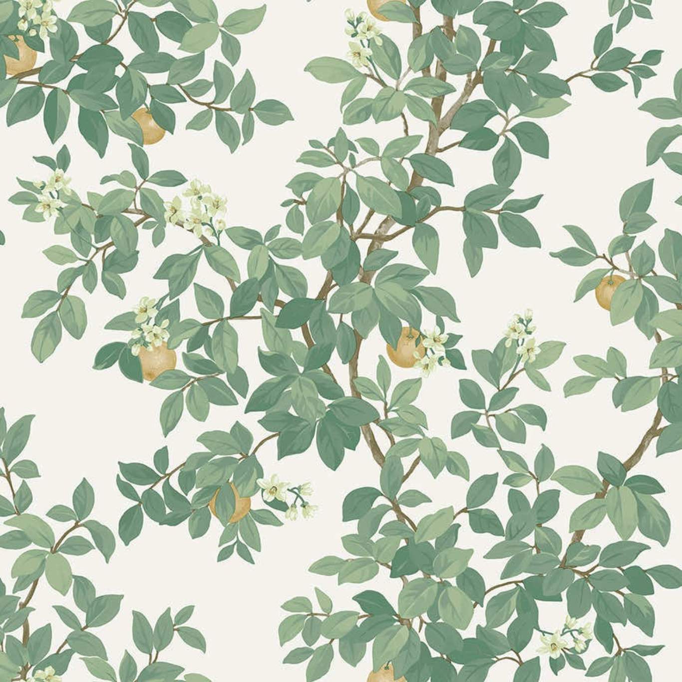 Orange Tree
