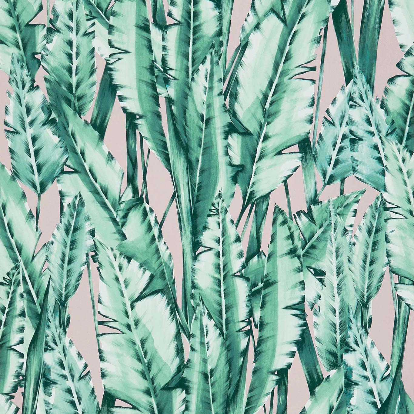 TIGER LEAF